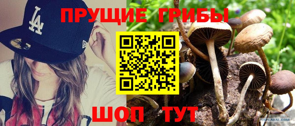 Галлюциногенные грибы мицелий Красный Сулин